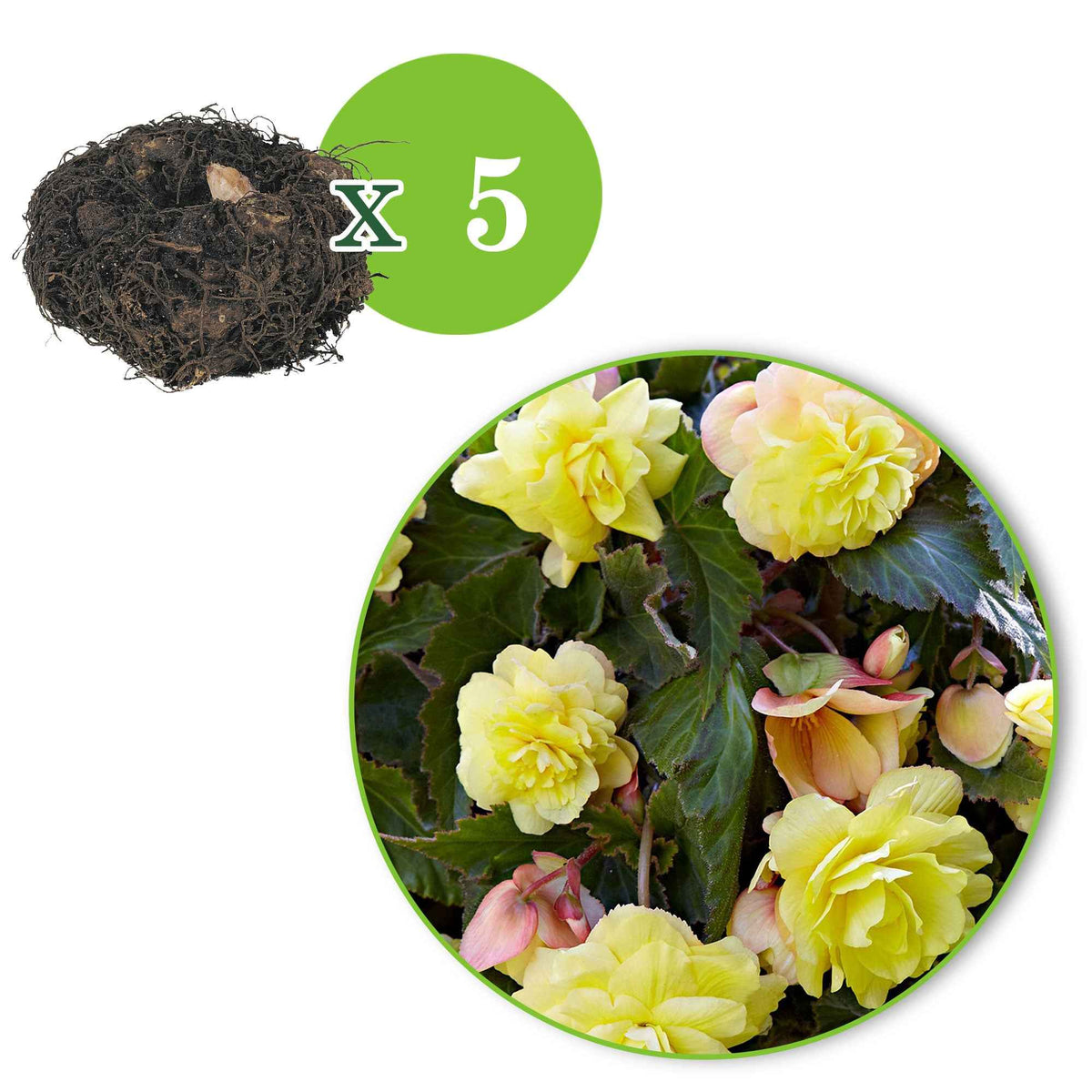 Begonia odorata sunny dream - Begonia 'Sunny Dream' (x5) - Begonia