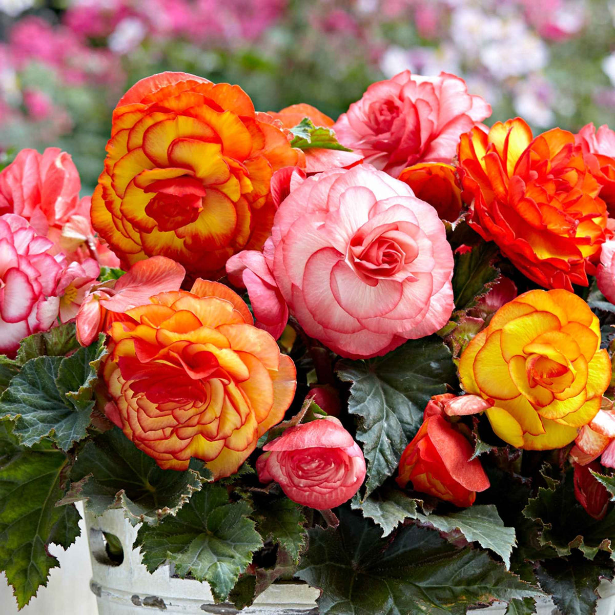 Hangbegonia 'Golden Balcony' (x5) - Bakker