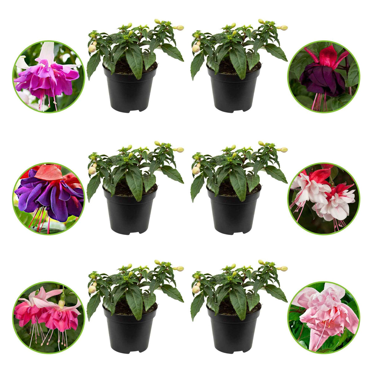 Fuchsia - Mix 'All in One' (x6) - Fuchsia Bella Rosella, Blue Mirage, New Millenium, Pink Marshmallow, Voodoo, Swingtime - Bakker
