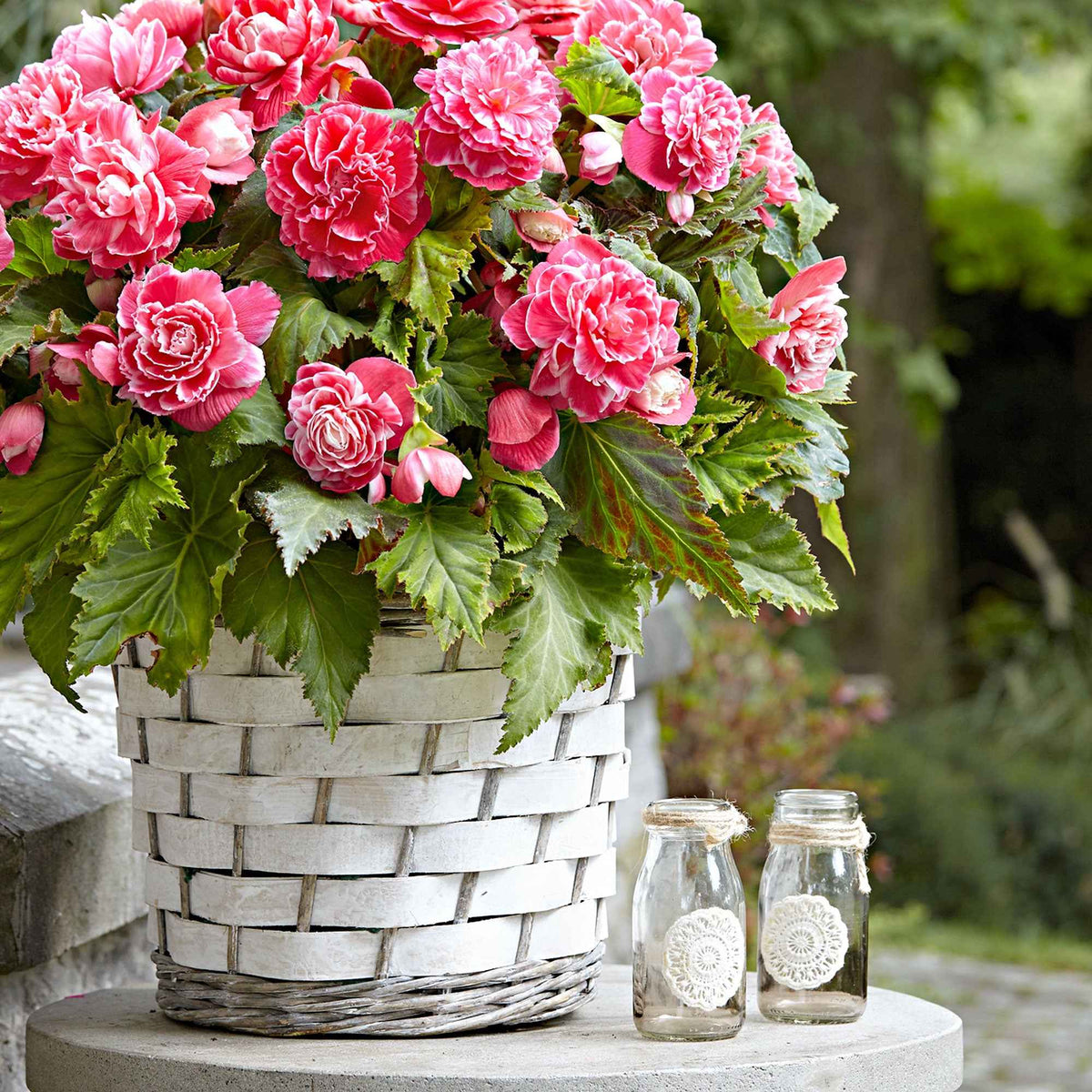 Dubbelbloemige Begonia 'Camelia' (x5) - Begonia a fleurs de camélia - Bakker