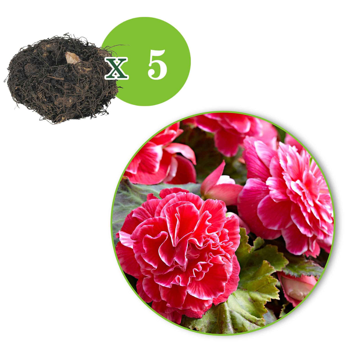 Verkoop Dubbelbloemige Begonia 'Camelia' (x5) - Begonia a fleurs de camélia