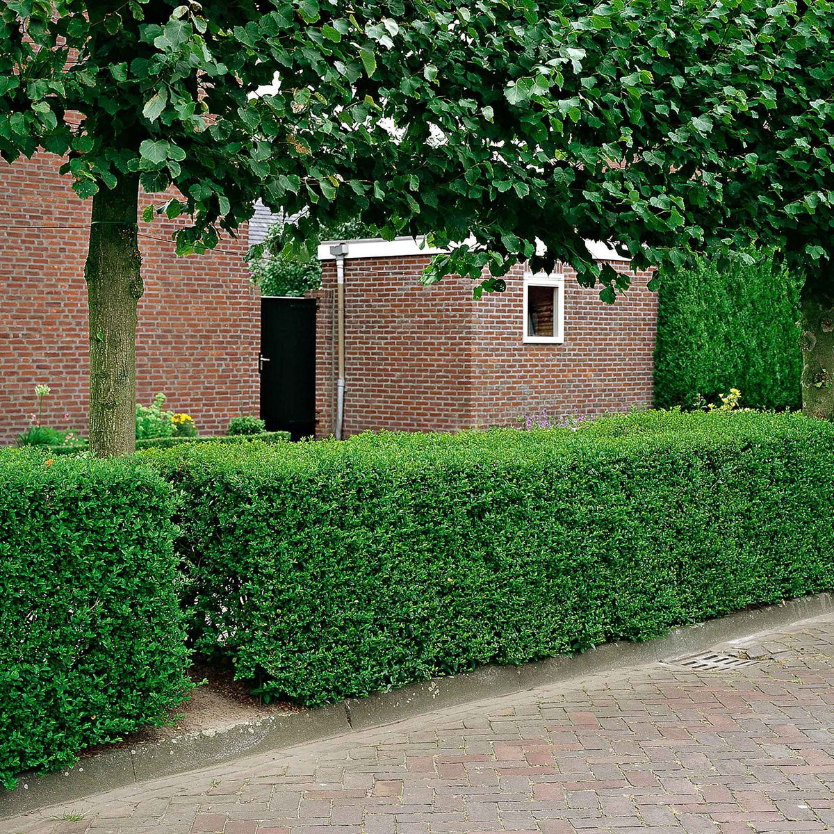 Verkoop Liguster - Ligustrum ovalifolium