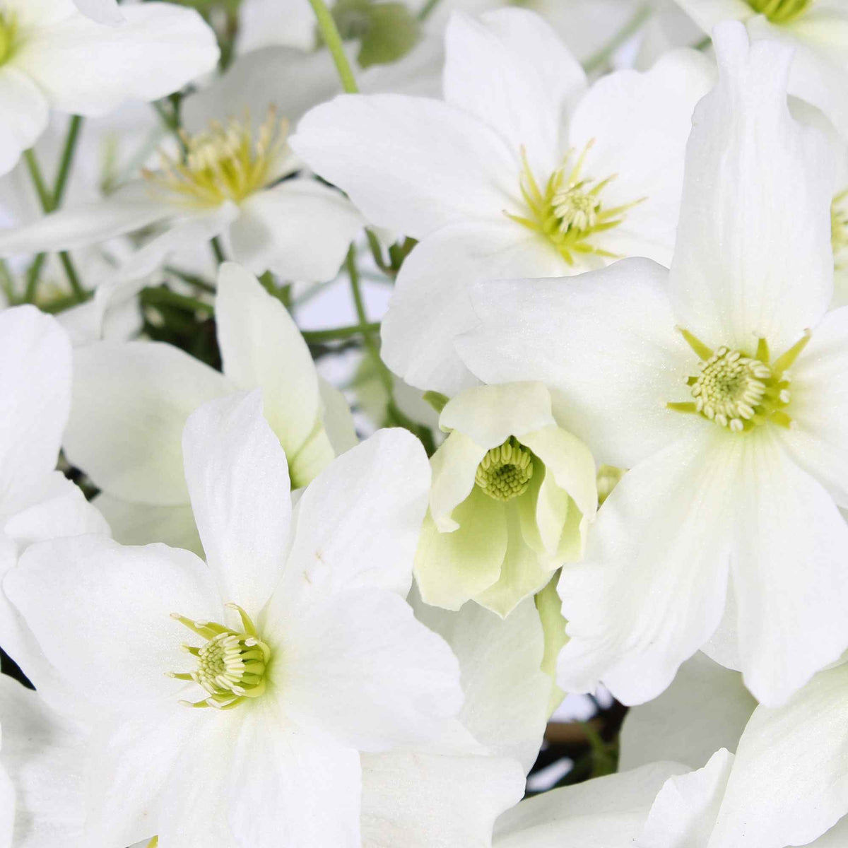 Clematis 'avalanche' - Clematis 'Avalanche' - Clematis