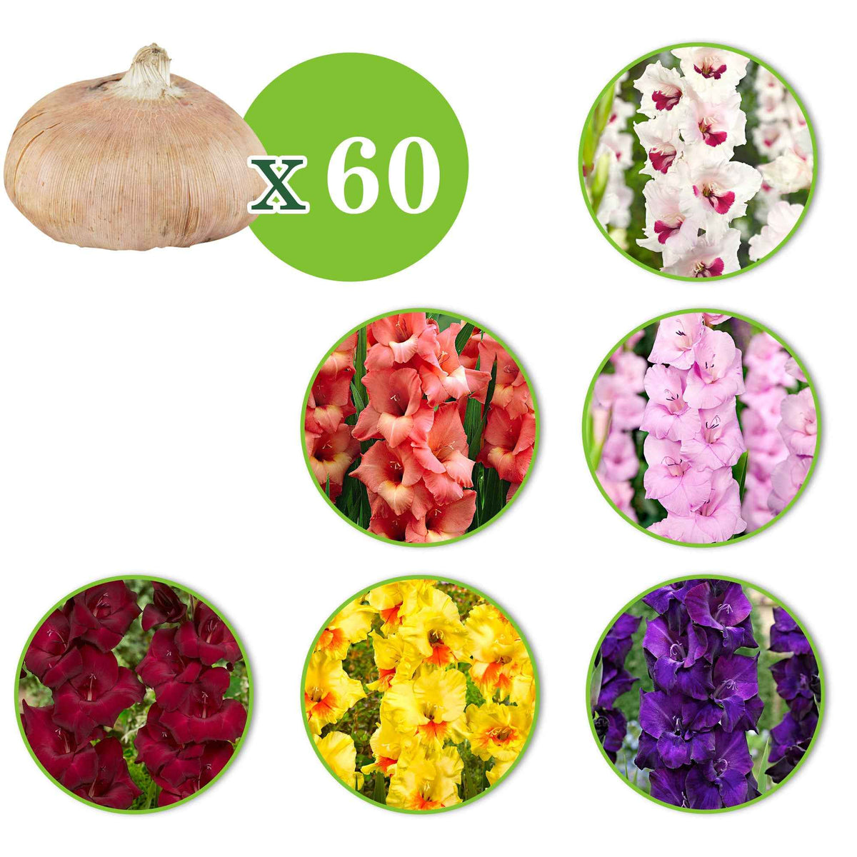 Gladiolus 'Back Surprise', 'Fiorentina', 'Jessica', 'Maxial', 'Orleans', 'Purple Flora' - Gladiool - Mix 'Victory' (x60) - Gladiolen