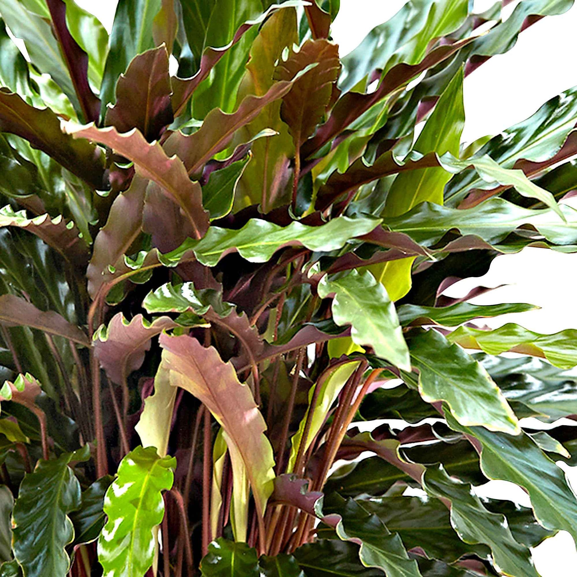 Pauwenplant 'Elger Grass' - Calathea rufibarba elger grass - Bakker