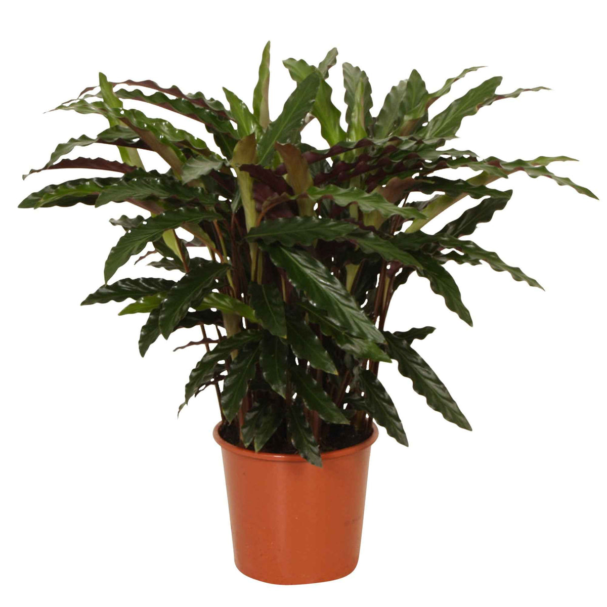Calathea rufibarba elger grass - Pauwenplant 'Elger Grass' - Calathea