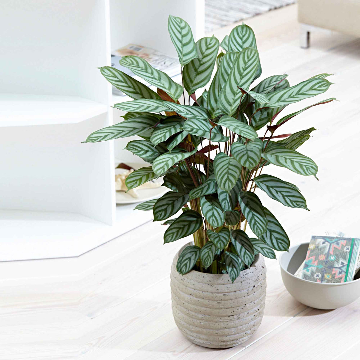 Pauwenplant 'Compact Star' - Bakker