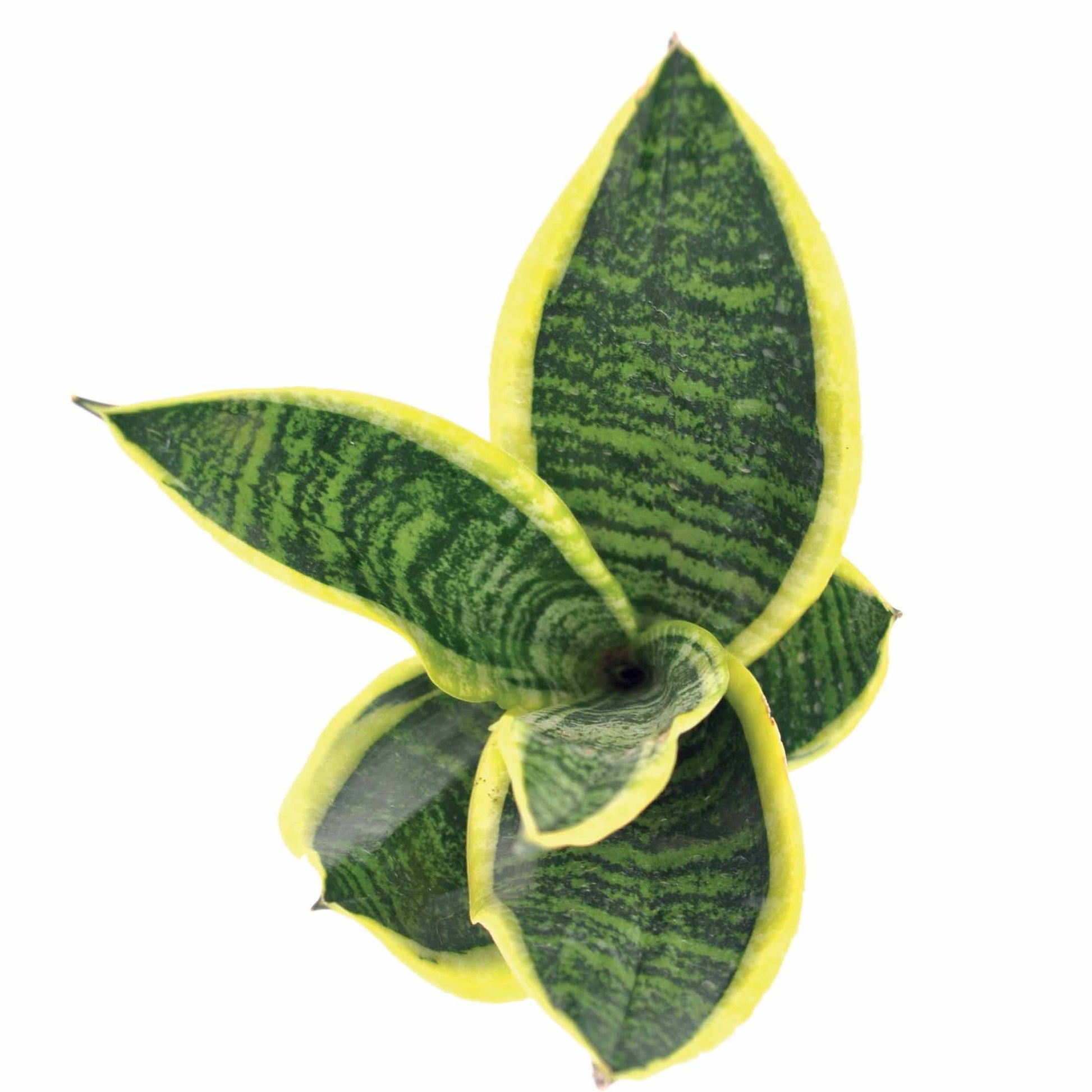 Vrouwentong 'Futura Superba' - Sansevieria futura Superba - Bakker
