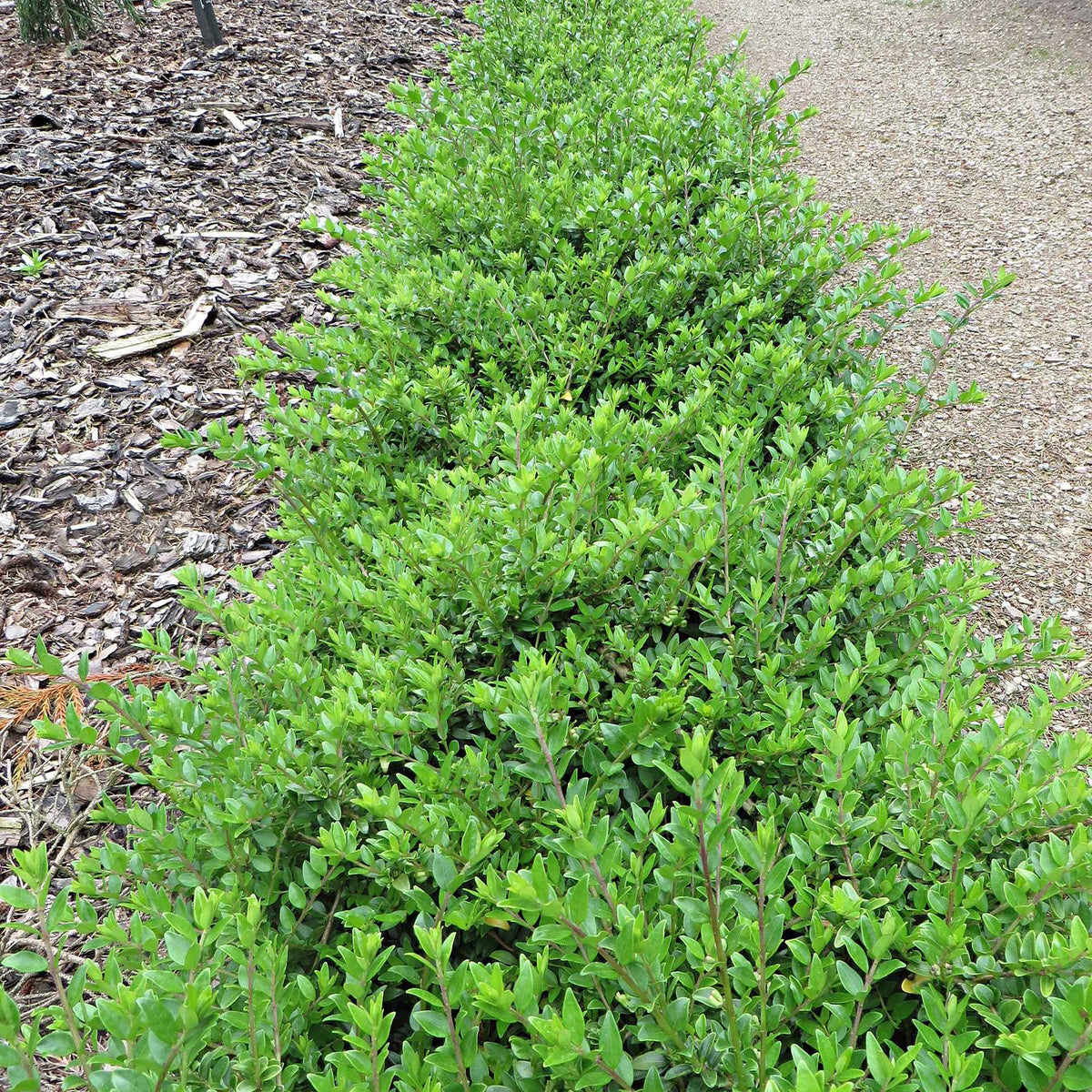Struikkamperfoelie 'Maigrun' - Lonicera nitida Maigruen - Bakker