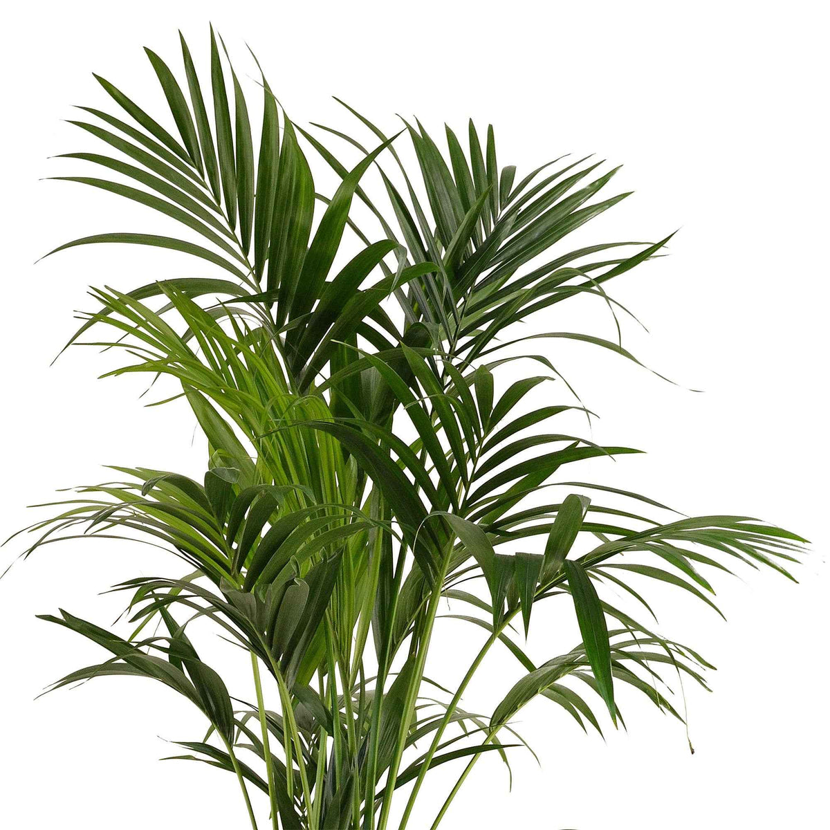 Howea forsteriana - Kentiapalm - Binnenpalmen