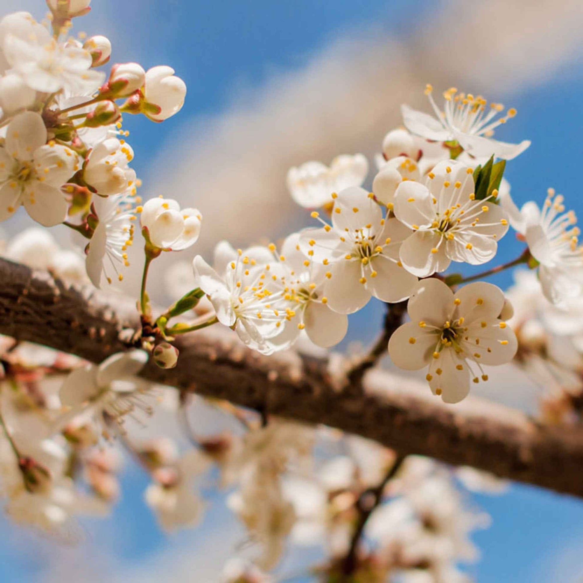 Pruimenboom 'Reine-Claude Vert' - Prunus domestica Reine-Claude verte - Bakker