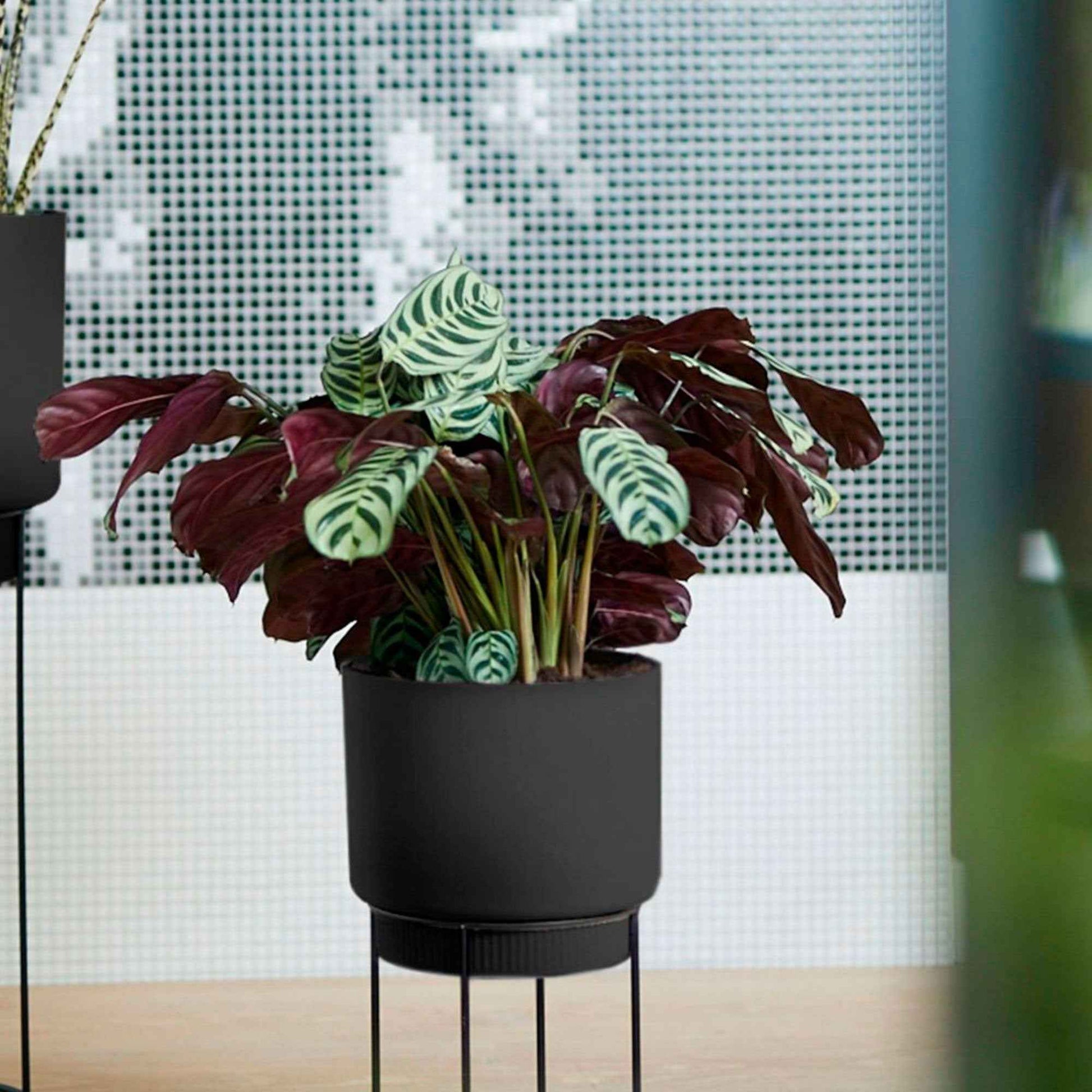 Gebedsplant - Ctenanthe burle-marxii - Bakker