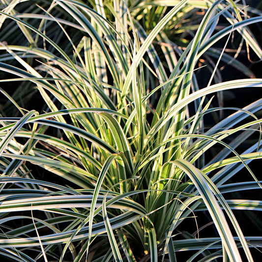 Zegge Carex 'Everest' - Bakker