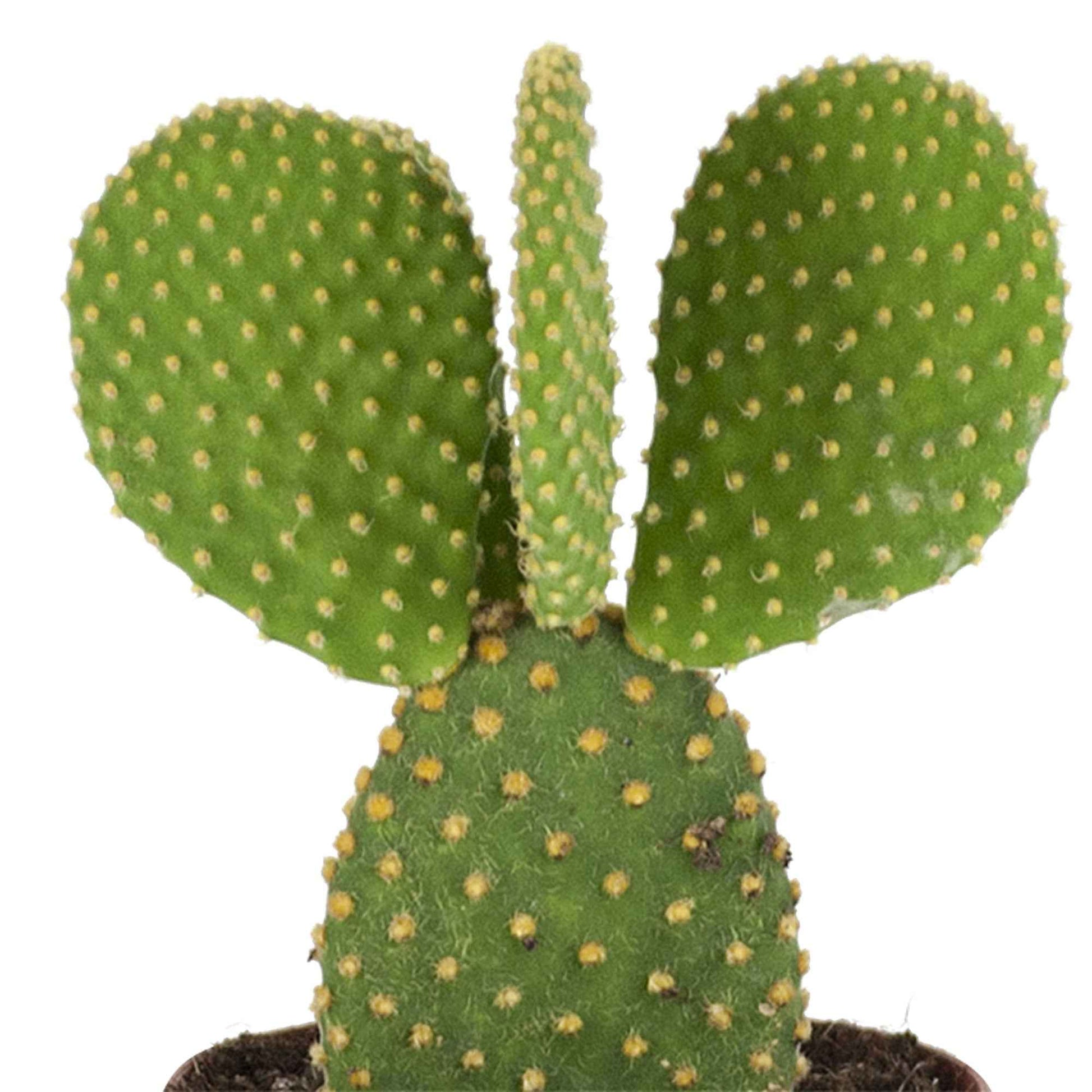 Schijfcactus Opuntia microdays - Opuntia microdasys - Bakker
