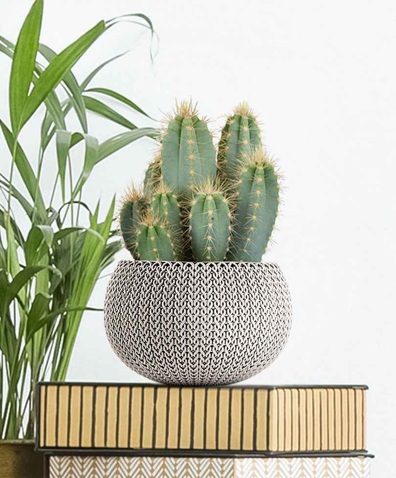 Zuilcactus Pilocereus azureus - Bakker