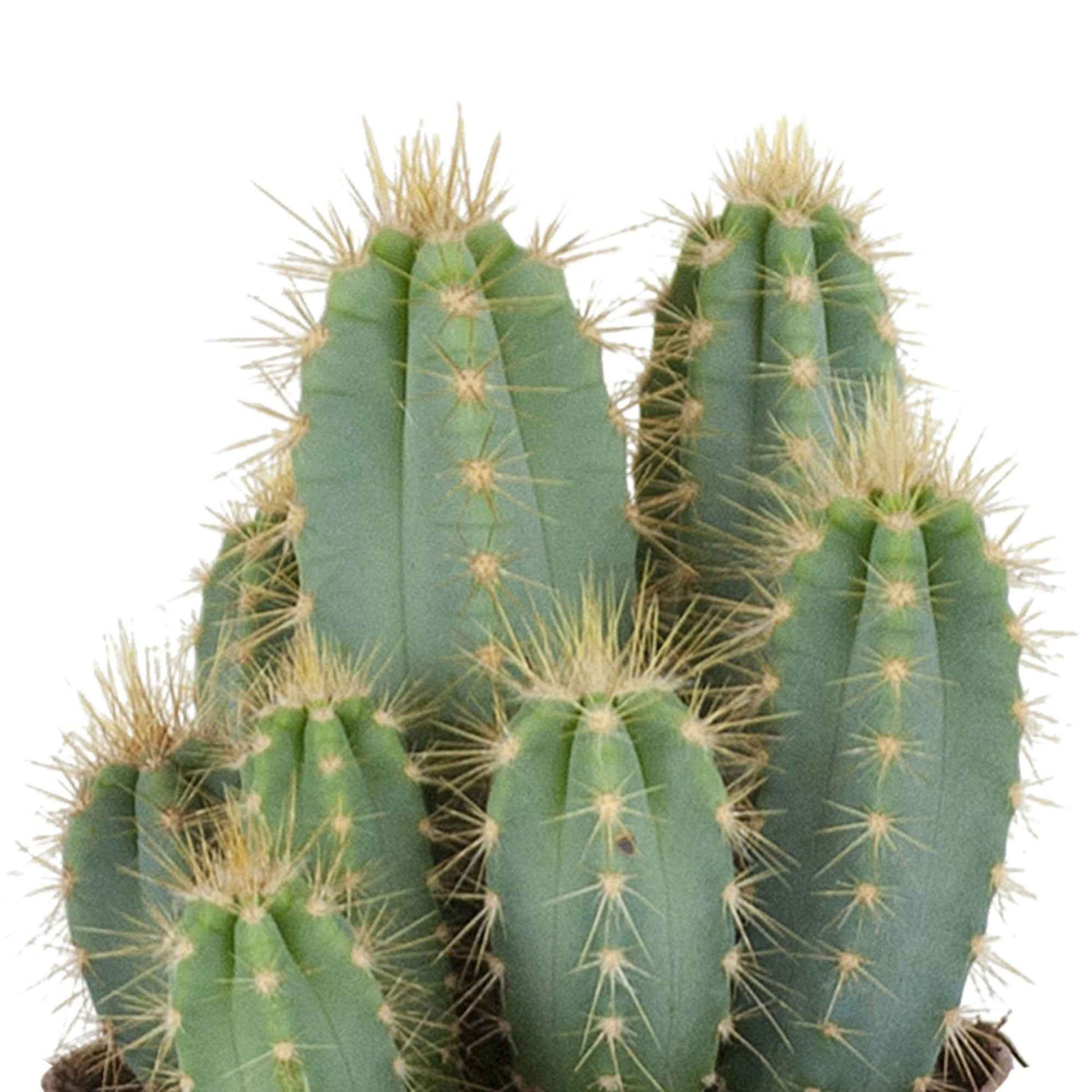Zuilcactus Pilocereus azureus - Pilosocereus azureus - Bakker