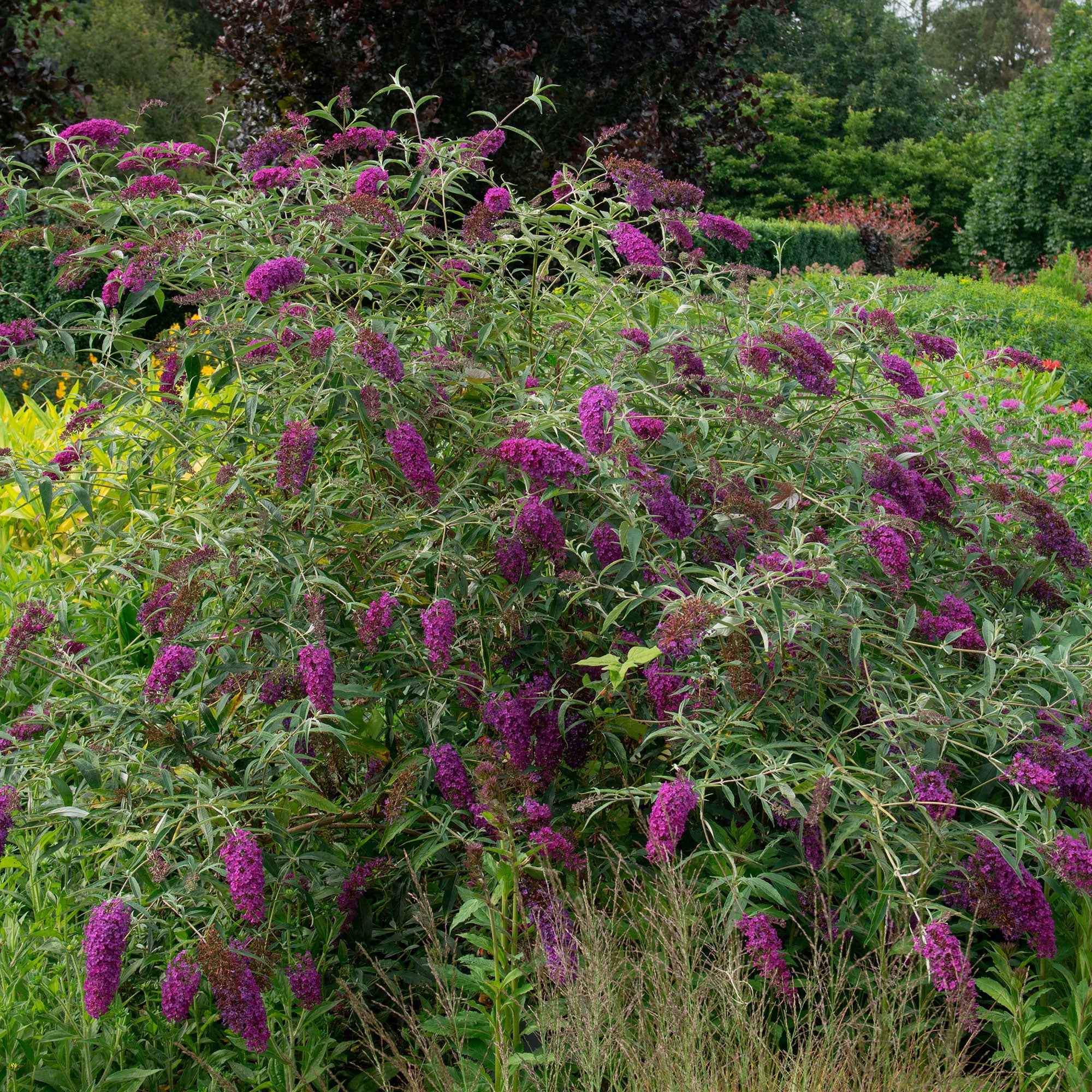 Vlinderstruik - Buddleja davidii Royal red