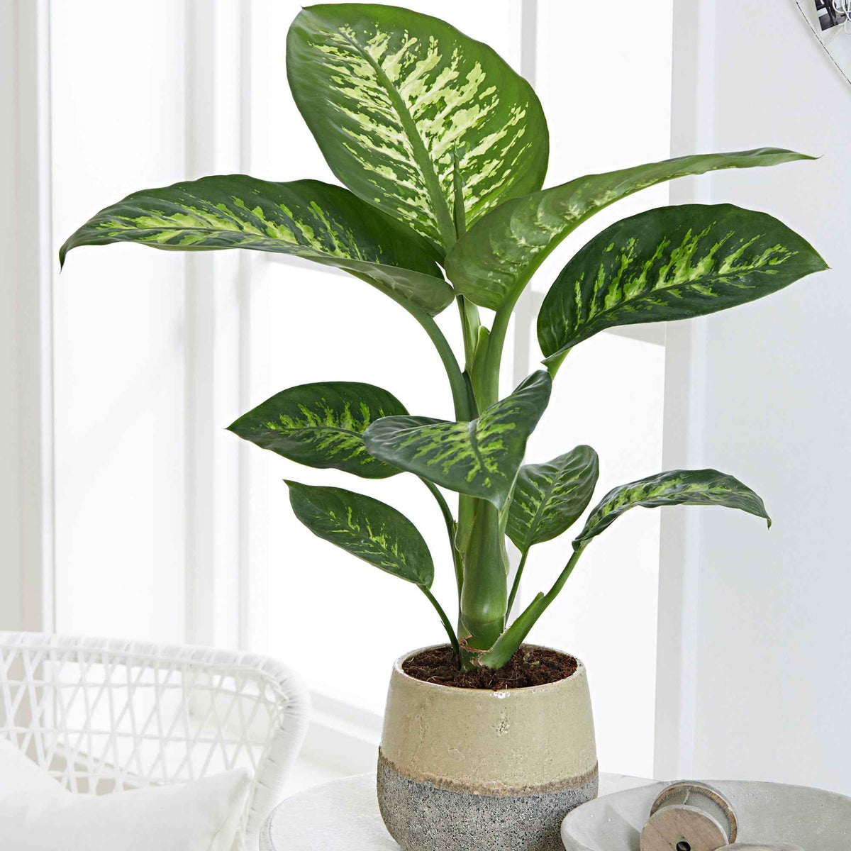 Dief van Bagdad 'Tropic Snow' - Dieffenbachia Tropic Snow - Bakker