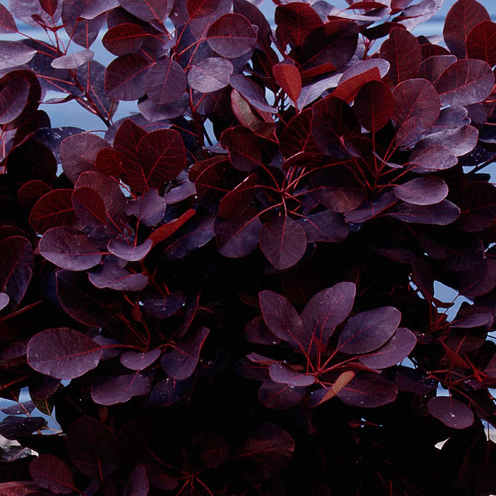 Pruikenboom 'Royal Purple' 3L pot 60 cm hoog - Cotinus coggygria royal purple - Bakker