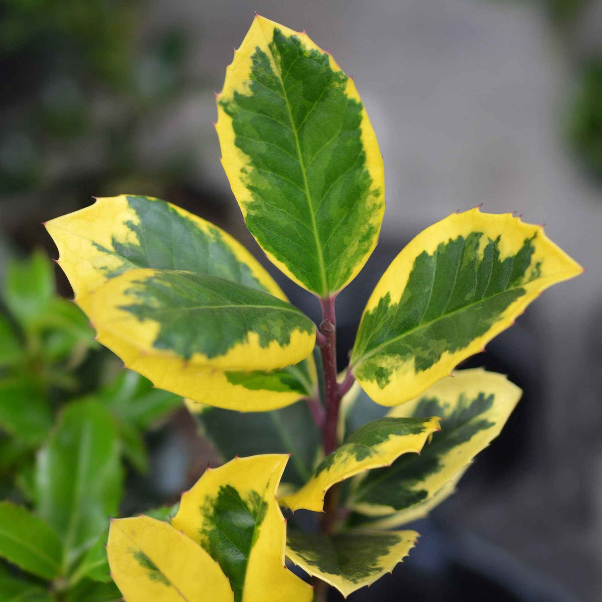 Hulst 'Golden King' - Bakker