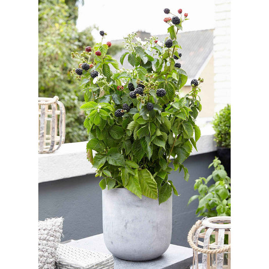 Dwergbraam Rubus 'Little Black Prince' Zwart - Bio - Winterhard - Bakker