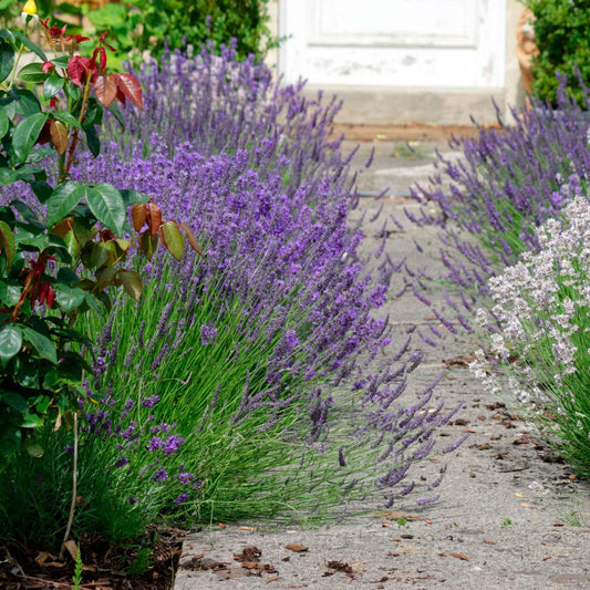 Lavendel (x3) - Bakker