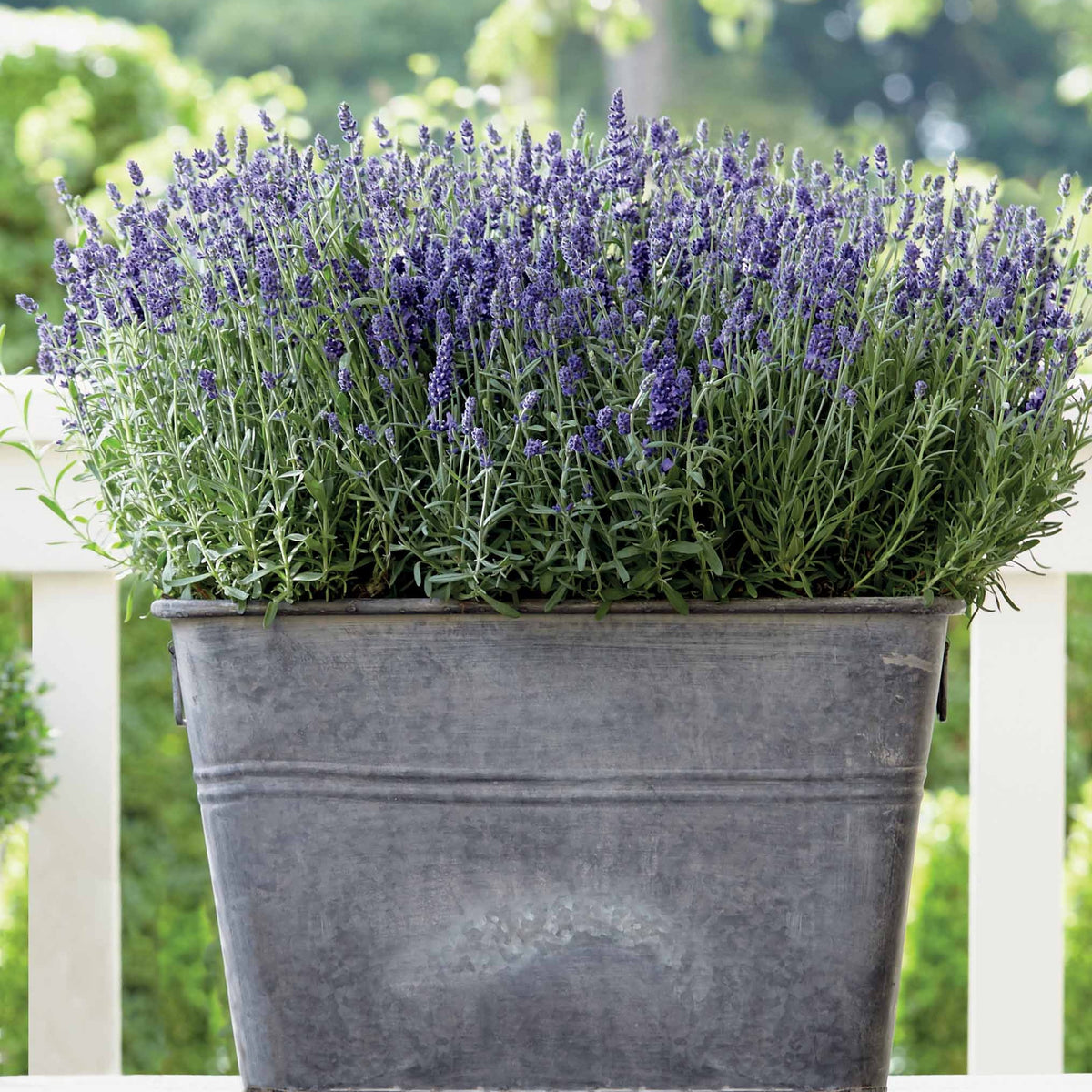 Lavendel (x3) - Lavandula angustifolia ardeche - Bakker