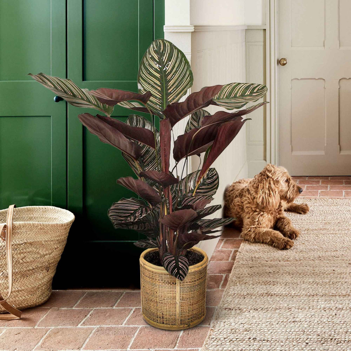 Pauwenplant 'Ornata' - Calathea ornata - Bakker