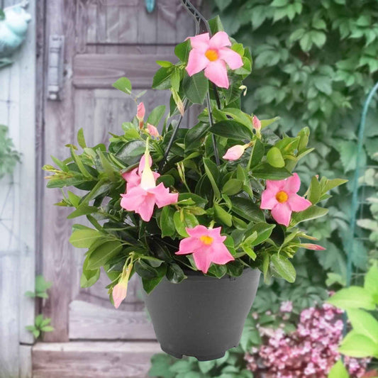 Chileense jasmijn roze - Dipladenia - Terras- en balkonplanten