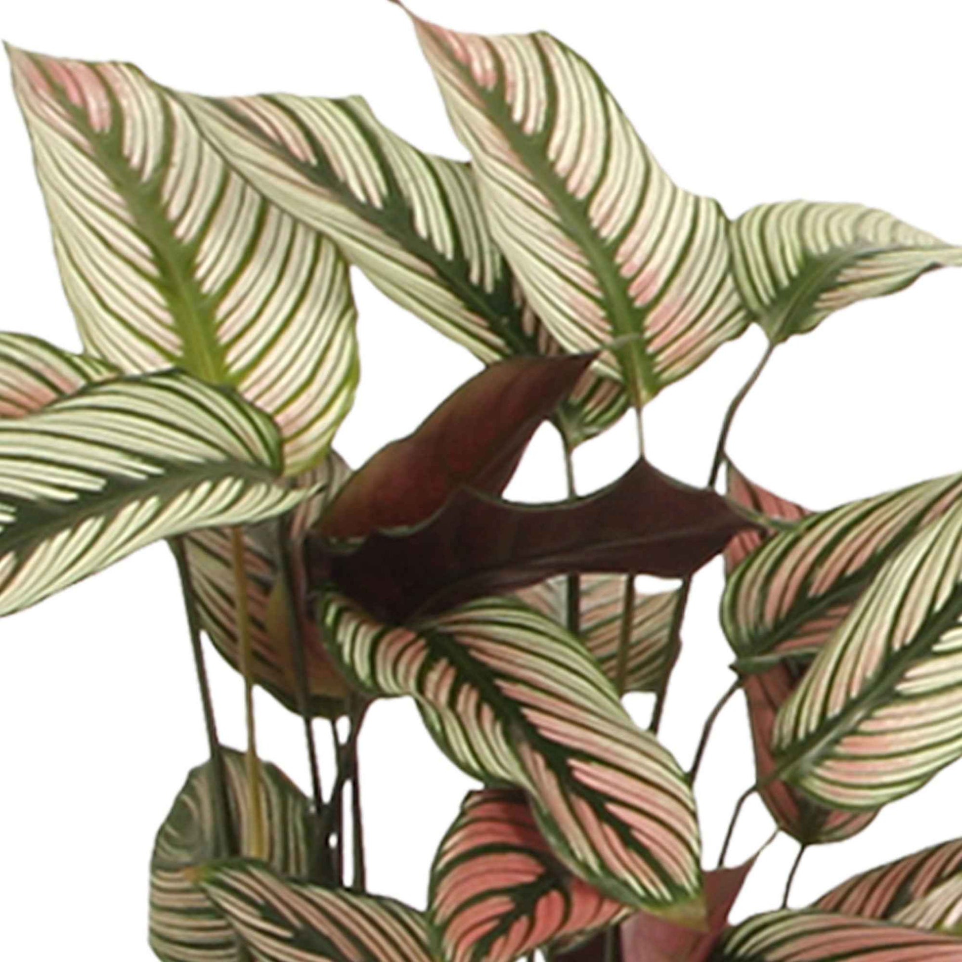 Pauwenplant 'White Star' - Calathea white star - Bakker
