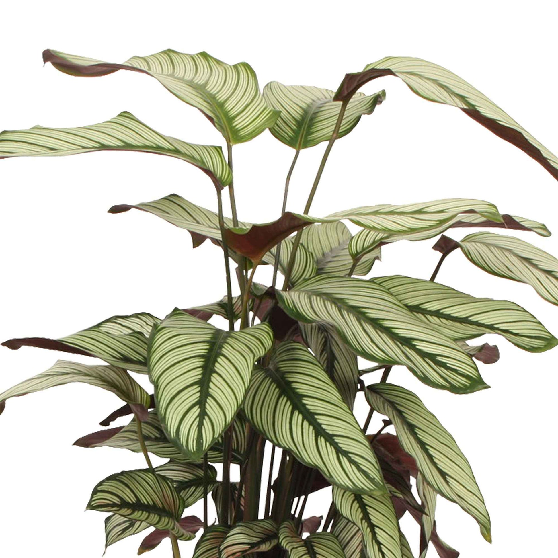 Calathea white star - Pauwenplant 'White Star' - Calathea