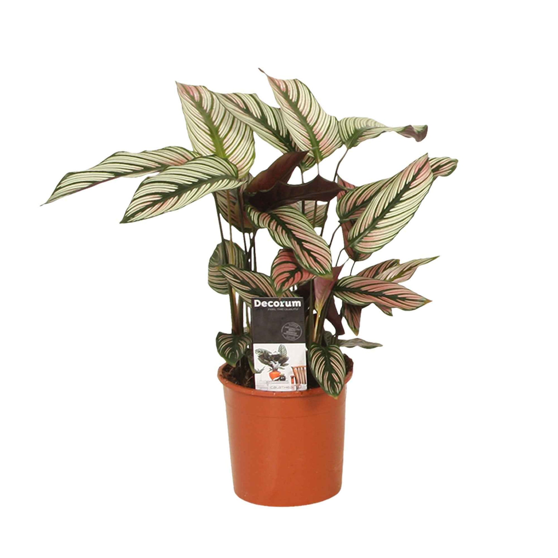 Calathea - Pauwenplant 'White Star' - Calathea white star