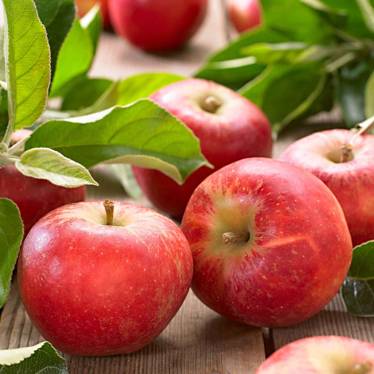 Appelboom Elstar - Malus domestica Elstar - Bakker