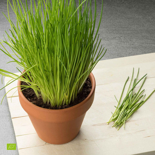 Bieslook - bio - Bakker