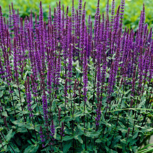 Bossalie 'Caradonna' - Bakker