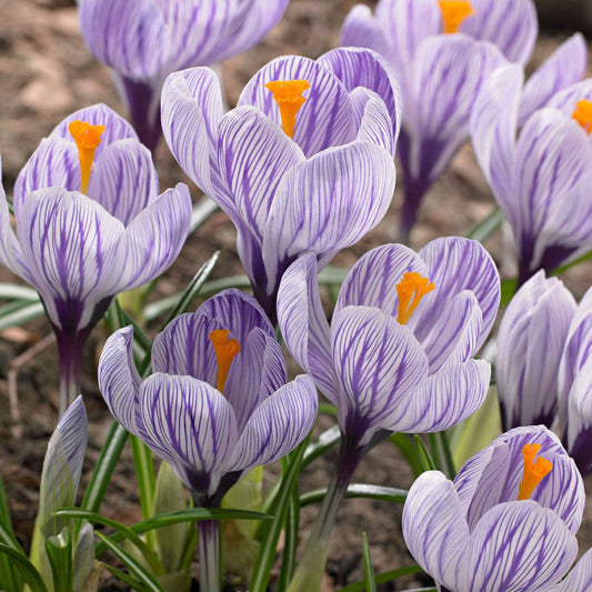 Grootbloemige krokus 'Pickwick' (x15) - Bakker