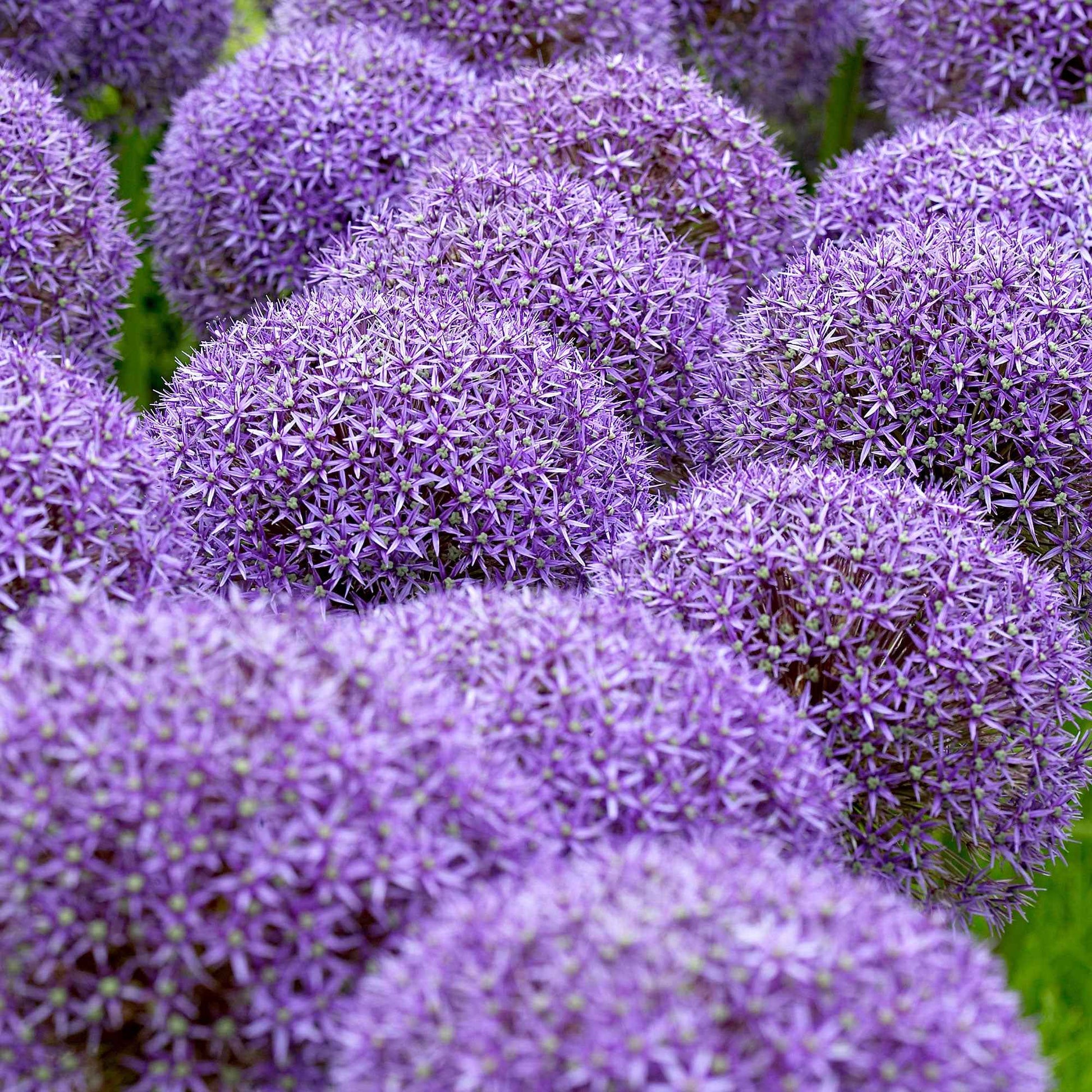 Sierui 'Globemaster' (x3) - Allium globemaster - Bakker
