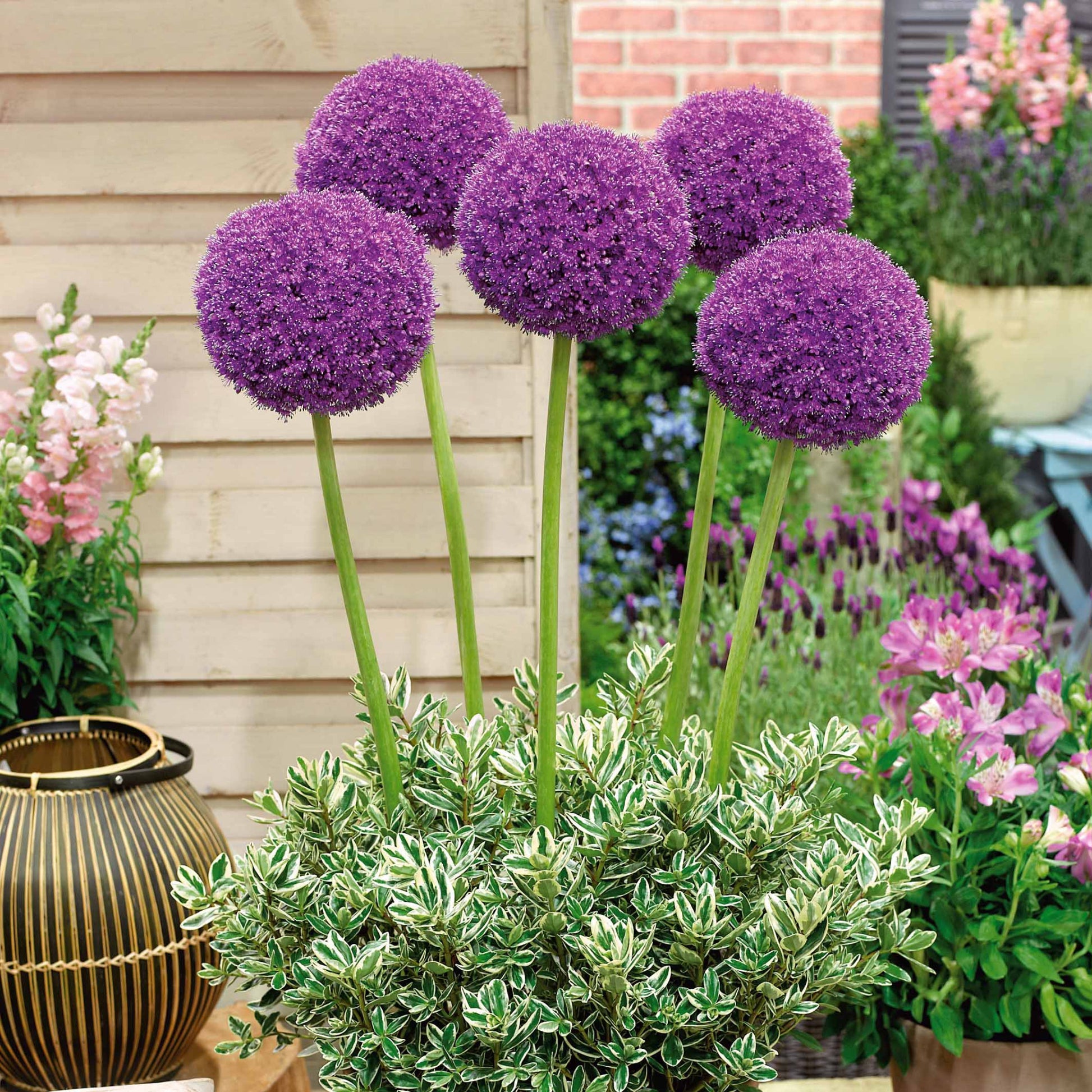 Allium globemaster - Sierui 'Globemaster' (x3) - Allium