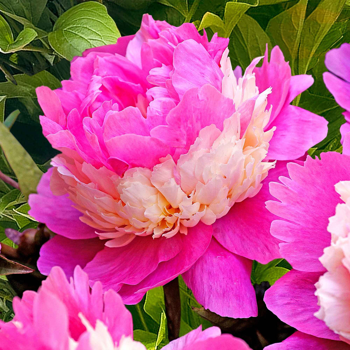 Pioenrozen - Pioenroos 'Red Charm' + 'Immaculate' + 'Sorbet' mix (x3) - Paeonia lactiflora x Sorbet, Immaculée, Red Charm