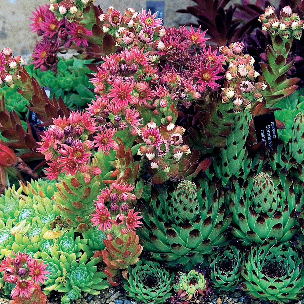 Huislook Mix (x6) - Sempervivum - Bakker