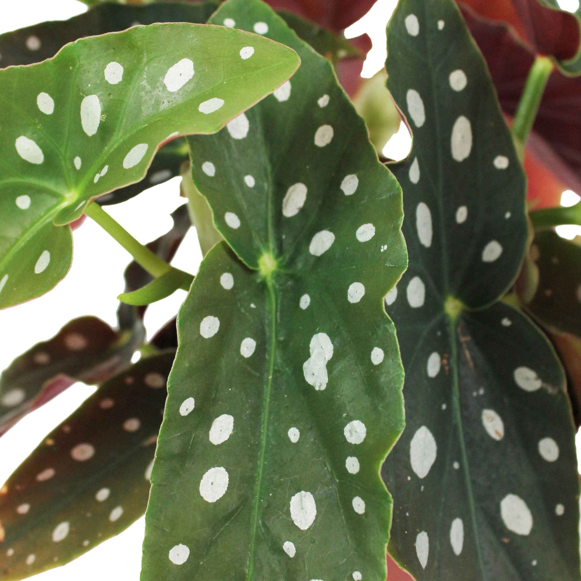 Stippenbegonia - Begonia maculata - Bakker