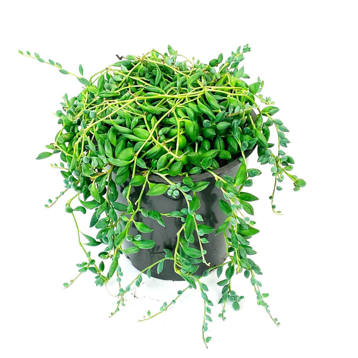 Senecio herreianus compositae - Erwtenplant Senecio herreianus - Hangplant - Groene kamerplanten voor interieur