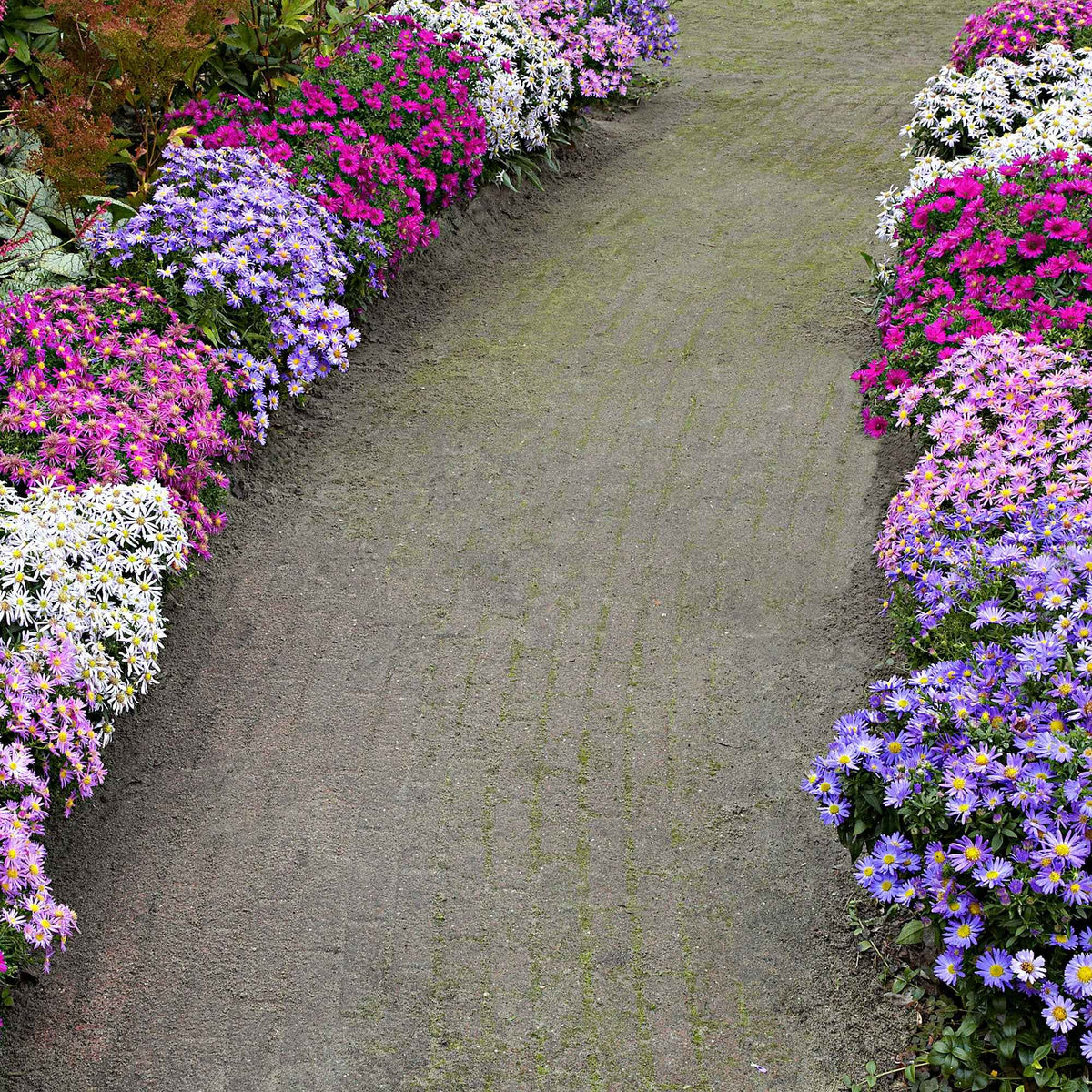 Aster Mix (x4) - Bakker