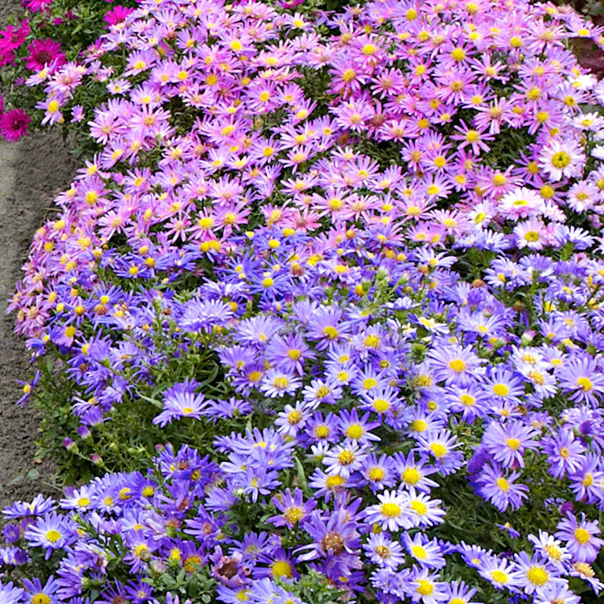 Aster Mix (x4) - Aster dumosus - Bakker