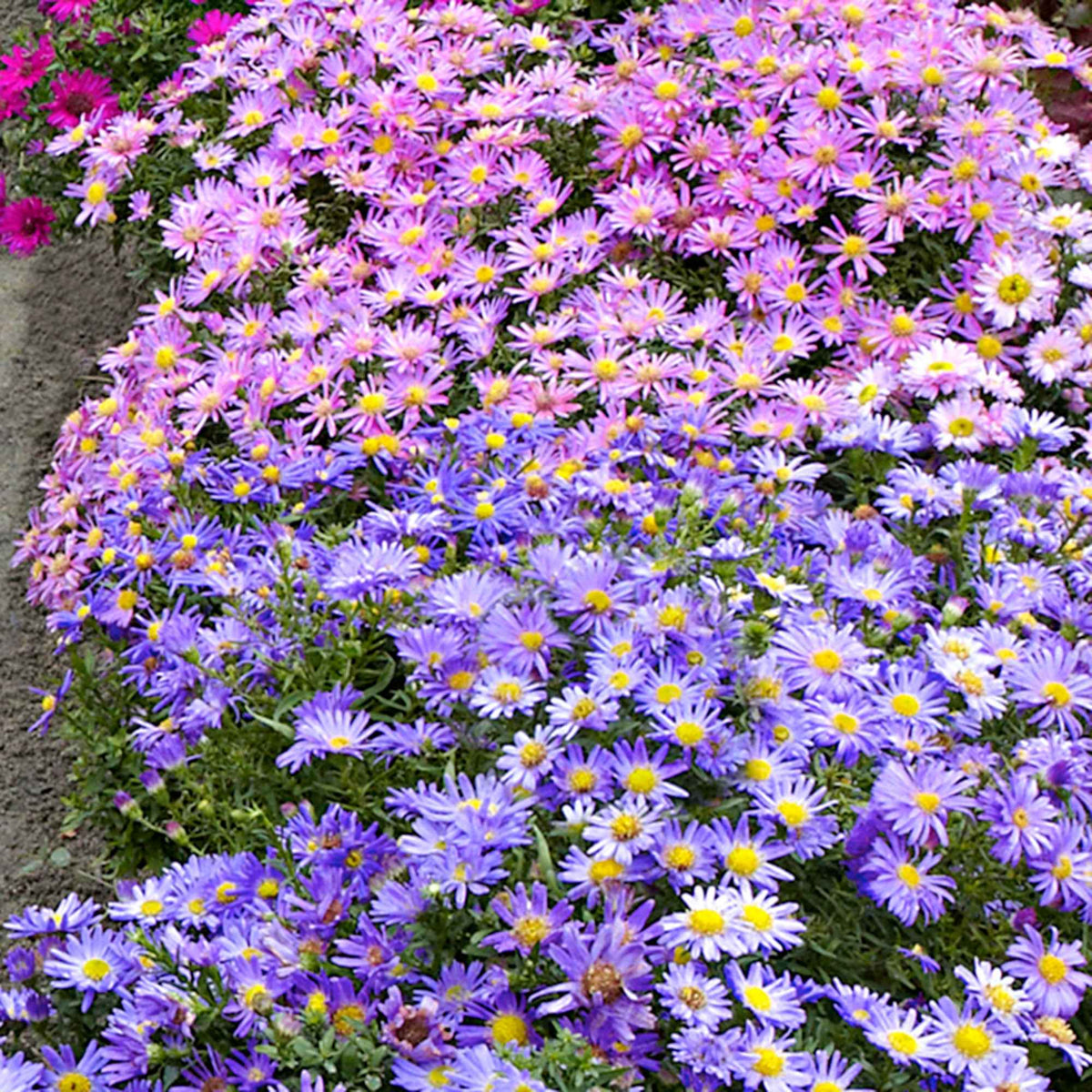 Aster Mix (x4) - Aster dumosus - Bakker