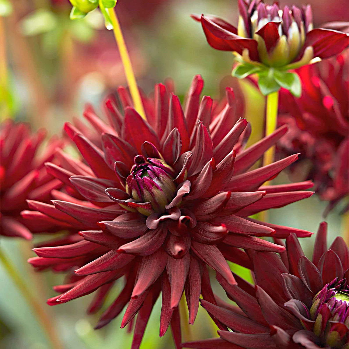 Dahlia tamburo - Dahlia 'Tamburo' (x3) - Dahlia