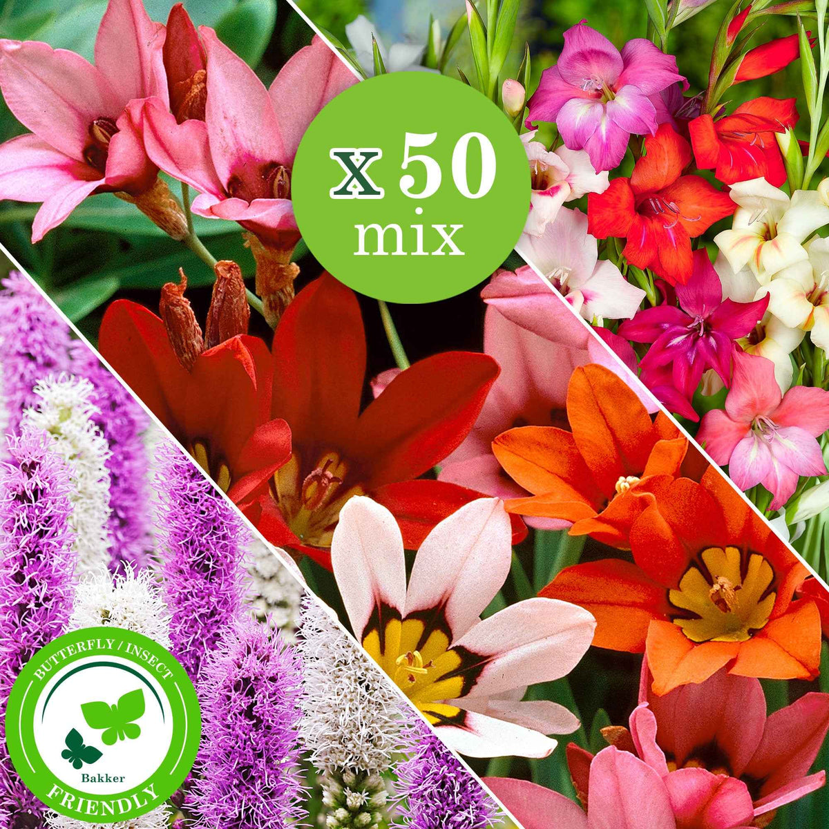 Bloembollen - Mix 'For Bees & Butterflies' (x50) - Gladiolus nanus, sparaxis, liatris spicata - Bakker