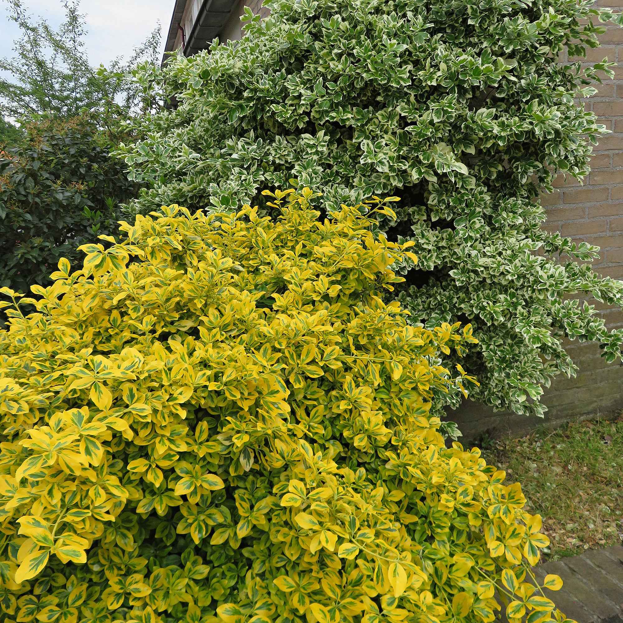 Kardinaalsmuts 'Emerald Gold' - Euonymus fortunei Emerald and Gold