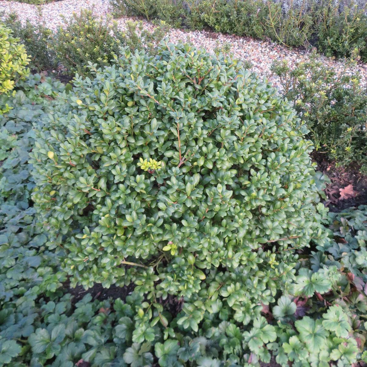 Japanse hulst 'Caroline Upright' - Ilex crenata 'caroline upright' - Bakker