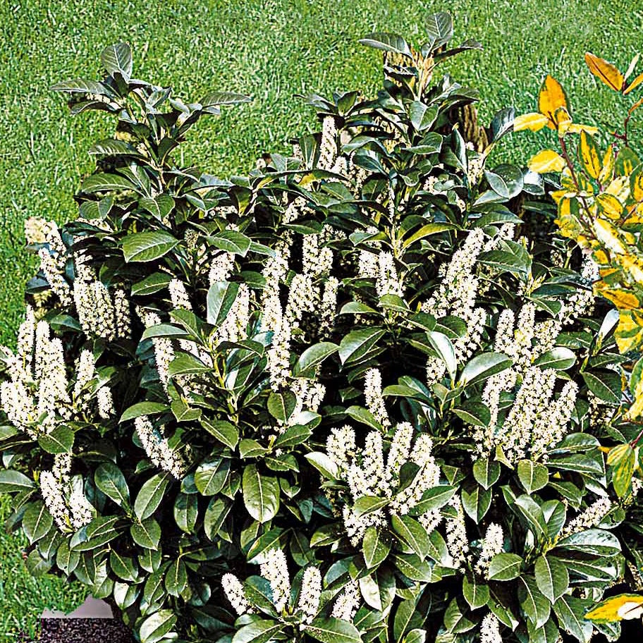 Bomen - Laurierkers 'Caucasica' - Prunus laurocerasus Caucasica